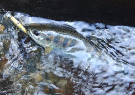 新緑の渓でアマゴと戯れる ～長良川水系～
